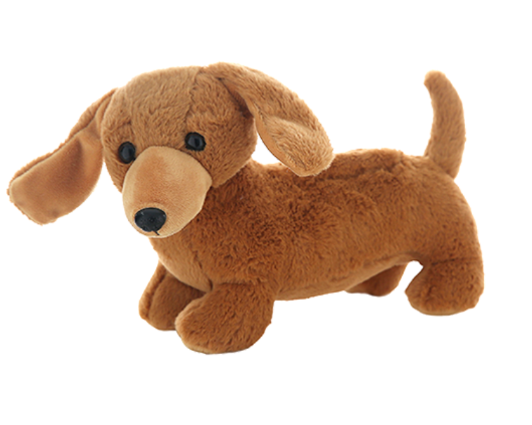 Dachshund
